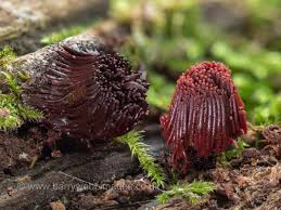 Attēlu rezultāti vaicājumam “Stemonitis flavogenita stalked”