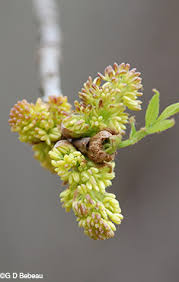 Attēlu rezultāti vaicājumam “Fraxinus pennsylvanica male flower”