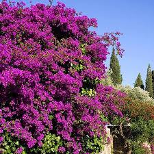 Image result for bougainvillea