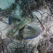 Image result for Dactylopterus volitans