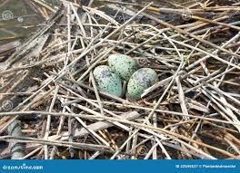 Attēlu rezultāti vaicājumam “Chlidonias niger eggs”