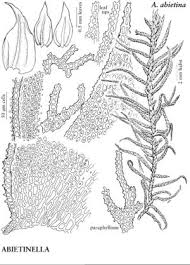 Attēlu rezultāti vaicājumam “Abietinella abietina”