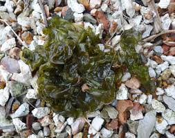 Attēlu rezultāti vaicājumam “Nostoc commune”