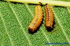 Attēlu rezultāti vaicājumam “Ceruchus chrysomelinus larva”