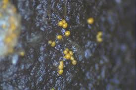 Attēlu rezultāti vaicājumam “Perichaena corticalis spores”