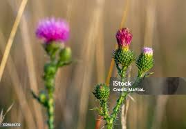 Attēlu rezultāti vaicājumam “Cirsium vulgare flower”