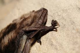 Attēlu rezultāti vaicājumam “Myotis dasycneme”