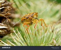 Attēlu rezultāti vaicājumam “Carpocoris purpureipennis”