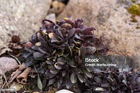 Attēlu rezultāti vaicājumam “Polygala amarella”