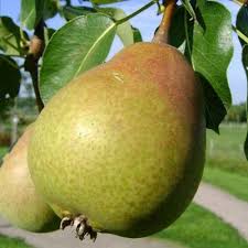 Attēlu rezultāti vaicājumam “Pyrus pyraster fruit”