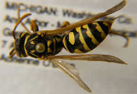 Attēlu rezultāti vaicājumam “Vespidae”