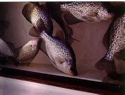 Image result for Pomoxis nigromaculatus