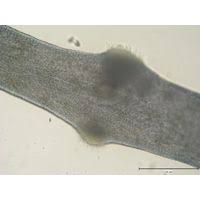 Attēlu rezultāti vaicājumam “Lemanea fluviatilis”