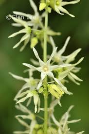 Attēlu rezultāti vaicājumam “Echinocystis lobata flower”
