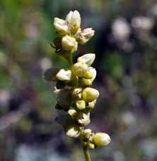 Attēlu rezultāti vaicājumam “Craterium aureonucleatum stalked”