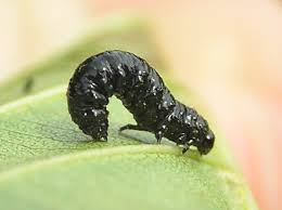 Attēlu rezultāti vaicājumam “Agelastica alni larva”