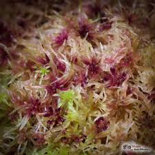 Attēlu rezultāti vaicājumam “Sphagnum russowii”