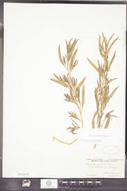 Attēlu rezultāti vaicājumam “Atriplex littoralis”