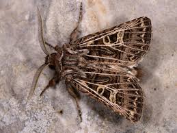 Attēlu rezultāti vaicājumam “Tholera decimalis”