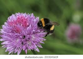 Attēlu rezultāti vaicājumam “Allium schoenoprasum flower”