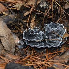 Attēlu rezultāti vaicājumam “Phellodon niger”