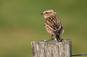 Attēlu rezultāti vaicājumam “Saxicola rubetra juvenile”