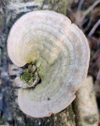 Attēlu rezultāti vaicājumam “Trametes hirsuta”