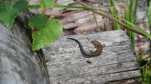 Attēlu rezultāti vaicājumam “Lacerta vivipara juvenile”