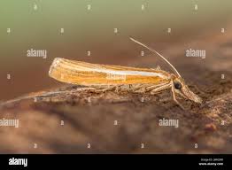 Attēlu rezultāti vaicājumam “Agriphila selasella”