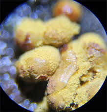 Attēlu rezultāti vaicājumam “Ophiotheca chrysosperma sessile”