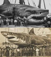 Image result for South Axholme Sharks Asc