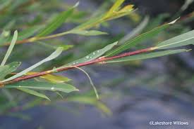 Attēlu rezultāti vaicājumam “Salix purpurea leaf”