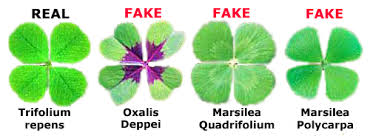Attēlu rezultāti vaicājumam “Trifolium fragiferum leaf”