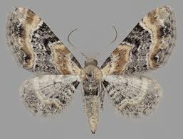 Attēlu rezultāti vaicājumam “Eupithecia linariata”