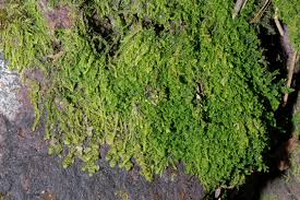 Attēlu rezultāti vaicājumam “Lejeunea cavifolia”