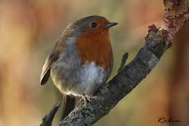Attēlu rezultāti vaicājumam “Erithacus rubecula”