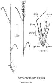Attēlu rezultāti vaicājumam “Arrhenatherum elatius”