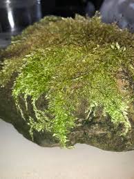 Attēlu rezultāti vaicājumam “Hypnum cupressiforme”