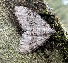 Attēlu rezultāti vaicājumam “Trichopteryx carpinata”