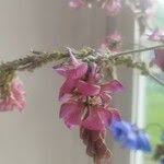 Attēlu rezultāti vaicājumam “Onobrychis arenaria fruit”