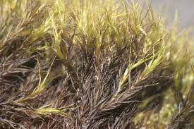 Attēlu rezultāti vaicājumam “Ditrichum flexicaule”