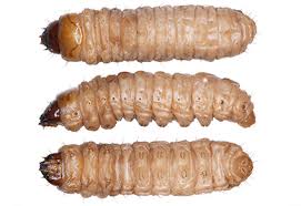 Attēlu rezultāti vaicājumam “Sesiidae”