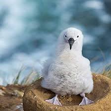 Image result for albatross dead chick