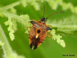 Attēlu rezultāti vaicājumam “Elasmucha ferrugata”