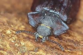 Attēlu rezultāti vaicājumam “Peltis grossa”