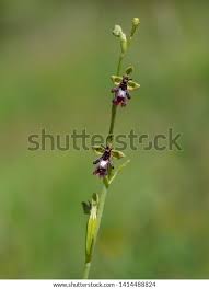 Attēlu rezultāti vaicājumam “Ophrys insectifera”