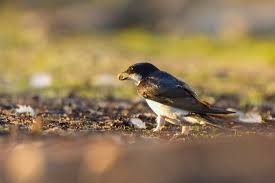 Attēlu rezultāti vaicājumam “Delichon urbicum nest”