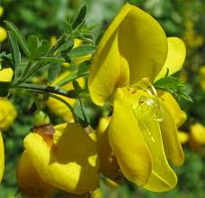 Image result for Cytisus scoparius