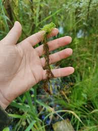 Attēlu rezultāti vaicājumam “Sphagnum squarrosum”