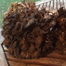 Attēlu rezultāti vaicājumam “Grifola frondosa”